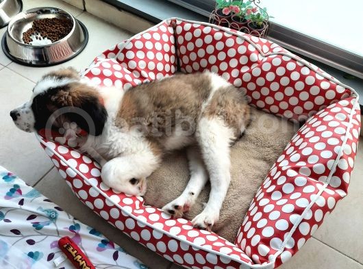 Sahibinden Safkan St Bernard görsel
