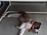 Sahibinden Safkan St Bernard