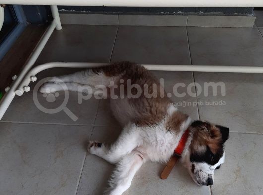 Sahibinden Safkan St Bernard görsel