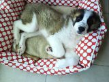 Sahibinden Safkan St Bernard