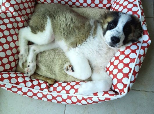 Sahibinden Safkan St Bernard görsel