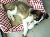 Sahibinden Safkan St Bernard