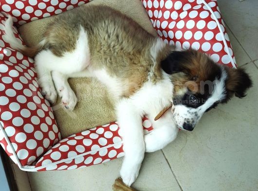Sahibinden Safkan St Bernard görsel