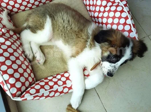 Sahibinden Safkan St Bernard