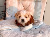 A Kalite Maltipoo Yavrular