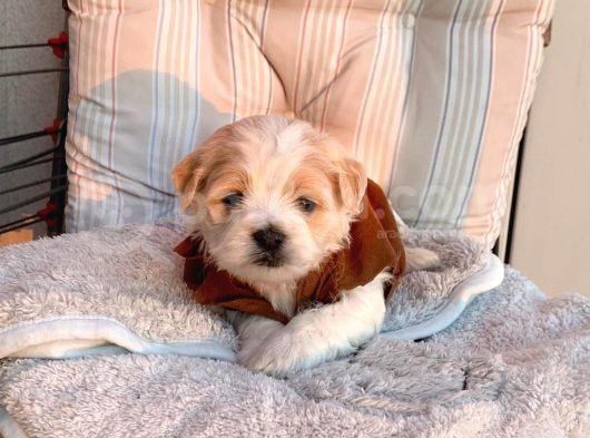 A Kalite Maltipoo Yavrular görsel