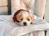 A Kalite Maltipoo Yavrular