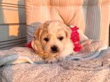 A Kalite Maltipoo Yavrular