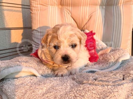 A Kalite Maltipoo Yavrular görsel