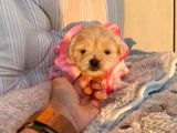 A Kalite Maltipoo Yavrular