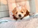 A Kalite Maltipoo Yavrular