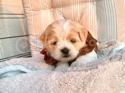 A Kalite Maltipoo Yavrular