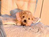 A Kalite Maltipoo Yavrular
