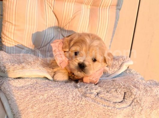 A Kalite Maltipoo Yavrular görsel