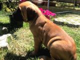 Giant Presa Canario