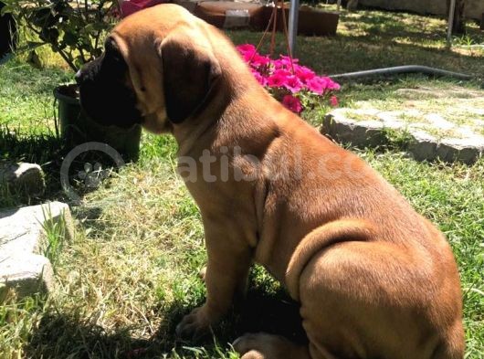 Giant Presa Canario görsel