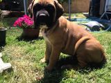 Giant Presa Canario