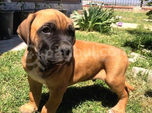 Giant Presa Canario görsel