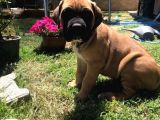 Giant Presa Canario
