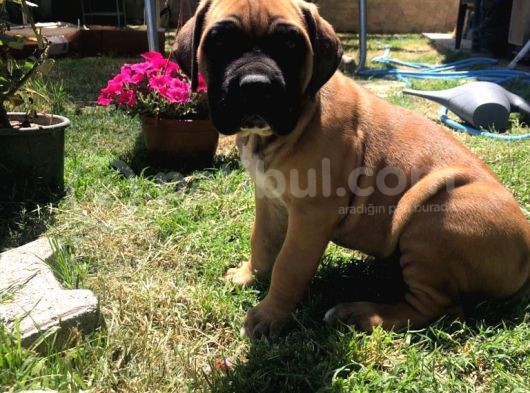Giant Presa Canario görsel