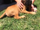Giant Presa Canario