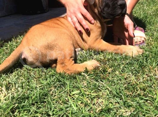 Giant Presa Canario görsel