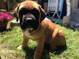 Giant Presa Canario