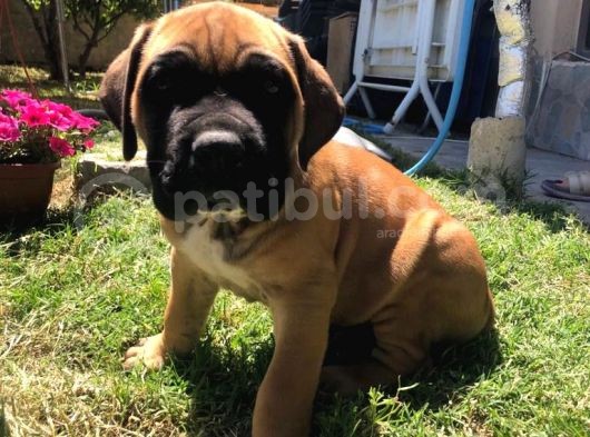 Giant Presa Canario görsel