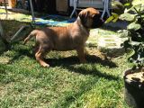 Giant Presa Canario