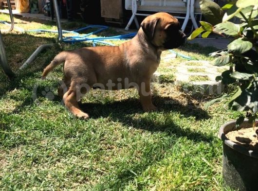 Giant Presa Canario görsel