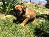 Giant Presa Canario