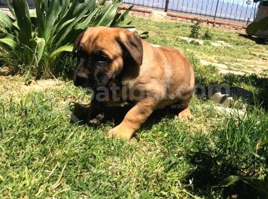Giant Presa Canario görsel