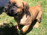 Giant Presa Canario