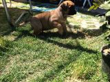 Giant Presa Canario