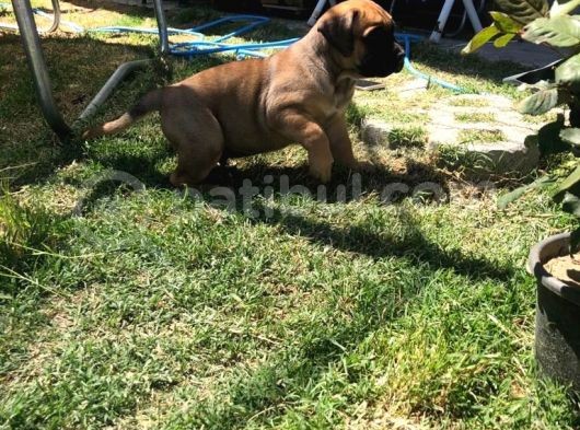 Giant Presa Canario görsel