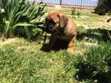 Giant Presa Canario