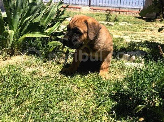 Giant Presa Canario görsel
