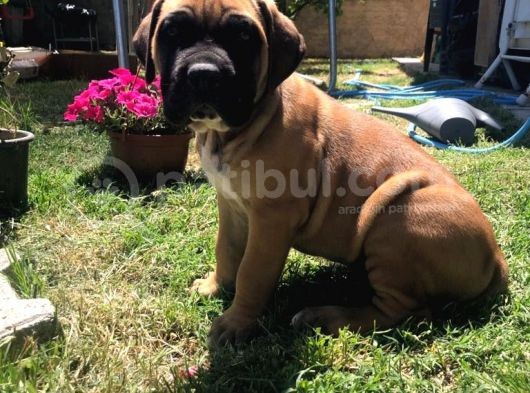 Giant Presa Canario görsel