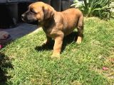 Giant Presa Canario
