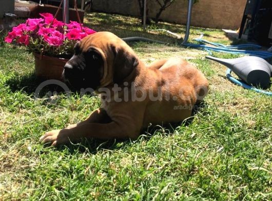 Giant Presa Canario görsel