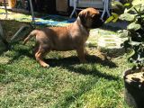 Giant Presa Canario
