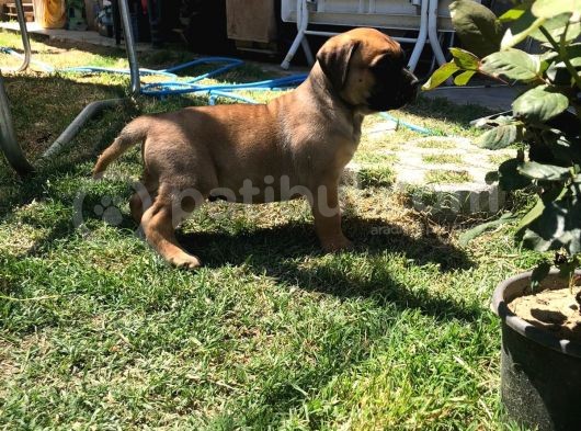 Giant Presa Canario görsel