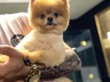 Pomeranian Boo