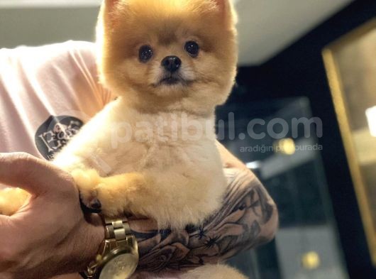 Pomeranian Boo görsel