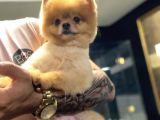 Pomeranian Boo