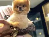 Pomeranian Boo
