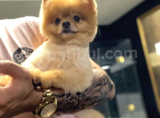 Pomeranian Boo görsel