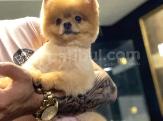 Pomeranian Boo