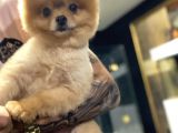 Pomeranian Boo