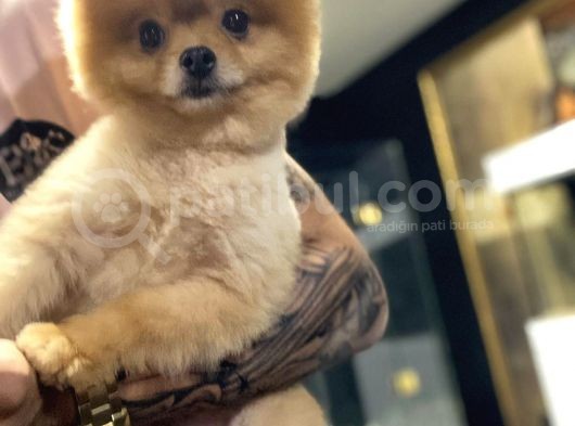 Pomeranian Boo görsel